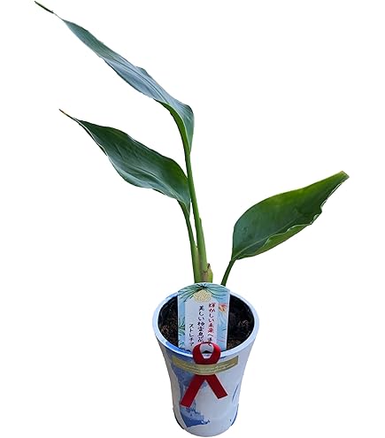 Amazon｜レギネ 8号 大きな観葉植物 ストレチア 極楽鳥花｜観葉植物